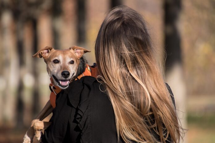 mylovelyfurryfriend discover expert tips on dog health